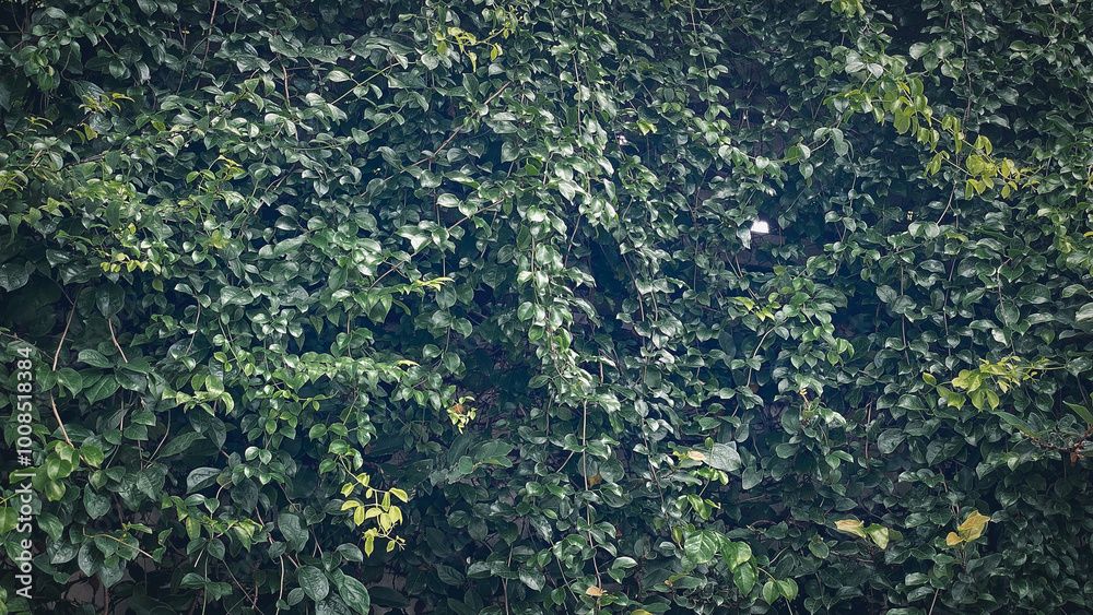 Green plant leaves background, top view. Nature spring concept.Leaf background