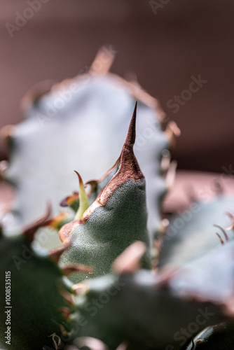 Obraz na plátně Agave plant close-up