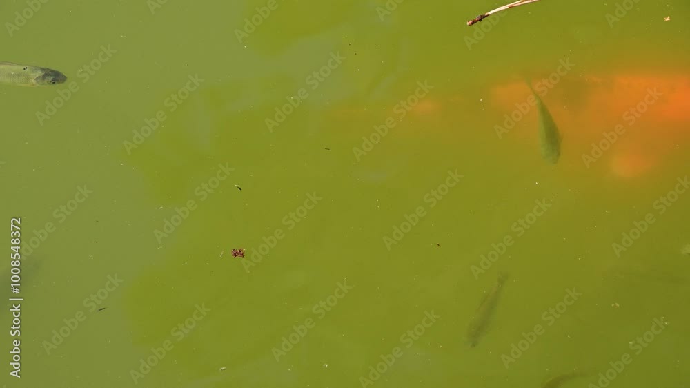 The fish are swimming in the pond. The fish are swimming in the pond.