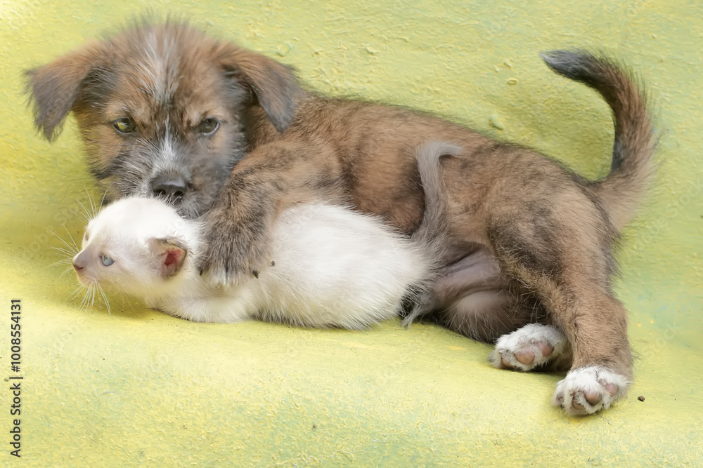Obraz premium A puppy is playing with a kitten in a friendly manner. Mammals that are commonly used as human pets have the scientific name Canis lupus familiaris.