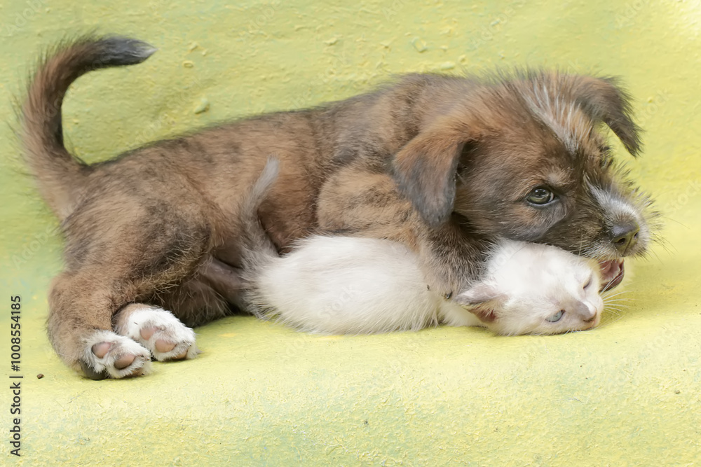 Obraz premium A puppy is playing with a kitten in a friendly manner. Mammals that are commonly used as human pets have the scientific name Canis lupus familiaris.