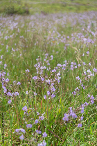 Flowers Murdannia giganteum Mountain Phu Soi Dao National Park, Huai Mun Sub-district, Nam Pat District, Uttaradit Province photo