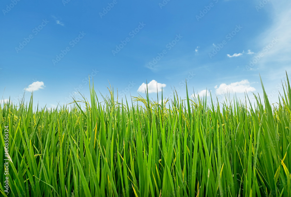 Green rice plants are blooming in the fields with the sky behind them. Green rice plants are blooming in the fields with the sky behind them.