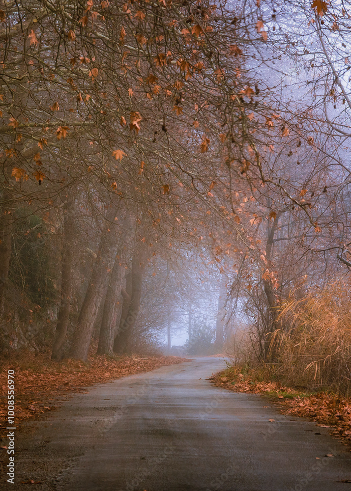 Obraz premium magic autumn in the forest of Kastoria