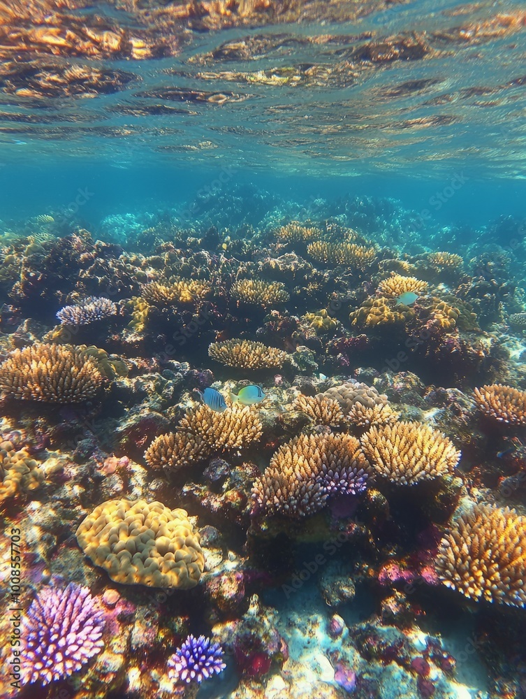 Vibrant coral reef teeming with life underwater. (1) Vibrant coral reef teeming with life underwater. (1)