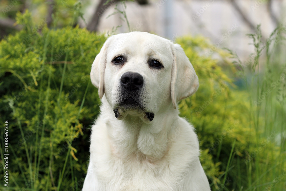 yellow labrador retriever in summer close up yellow labrador retriever in summer close up