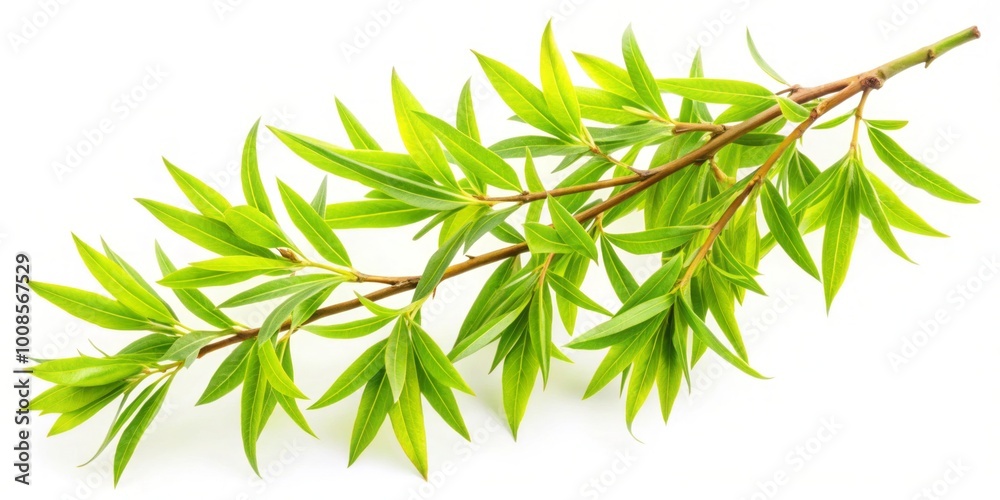 Naklejka premium Vibrant green leaves grace a slender willow branch, beautifully isolated on a white background, capturing the serene