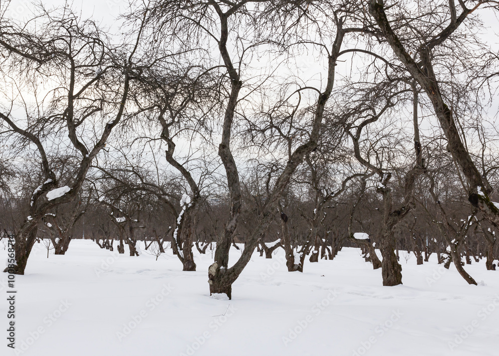 Fototapeta premium Apple trees in winter
