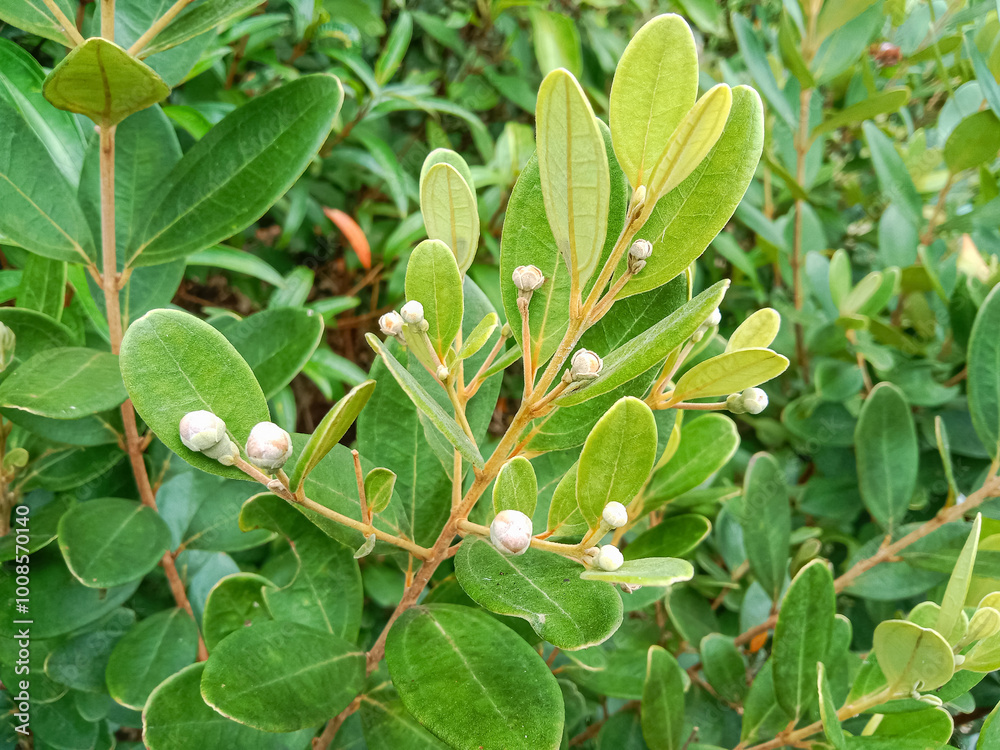 Fototapeta premium Rhodomyrtus tomentosa or hill gooseberry tree. It is also known as Rose Myrtle, is a flowering plant in the Myrtaceae family.