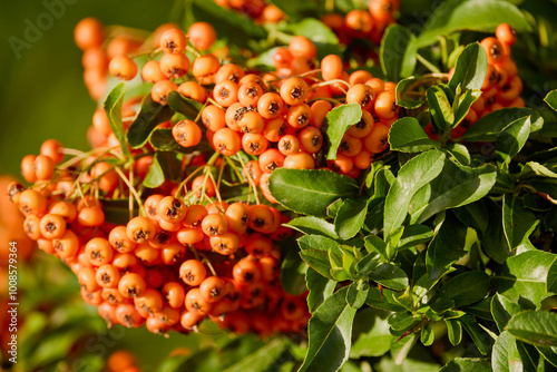 Pyracantha Orange Glow fruits in blur background photo