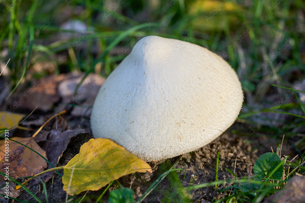 a large mushroom in the grass through a forest a large mushroom in the grass through a forest