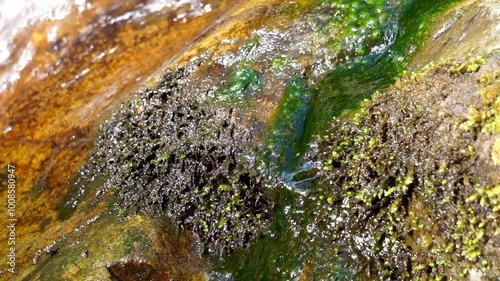 Green moss on rocks in a flowing river with a natural background photo