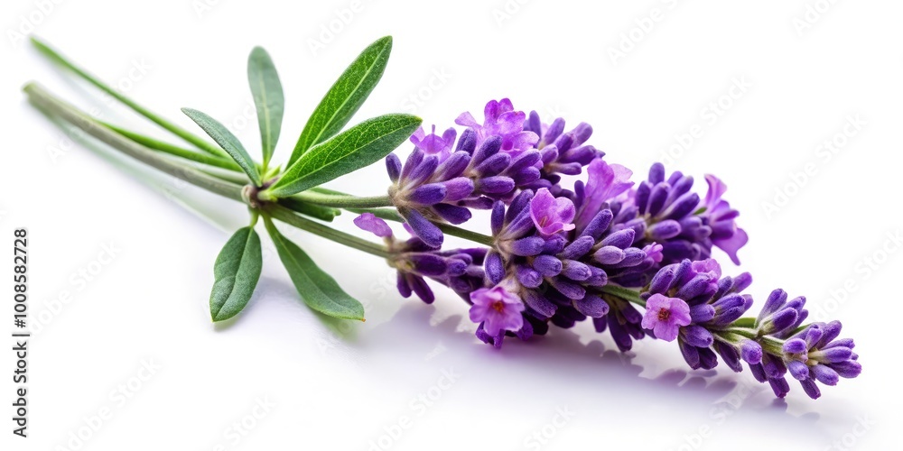 Obraz premium Isolated Lavender Flower on White Background for Floral Design, Aromatherapy, and Decoration Use