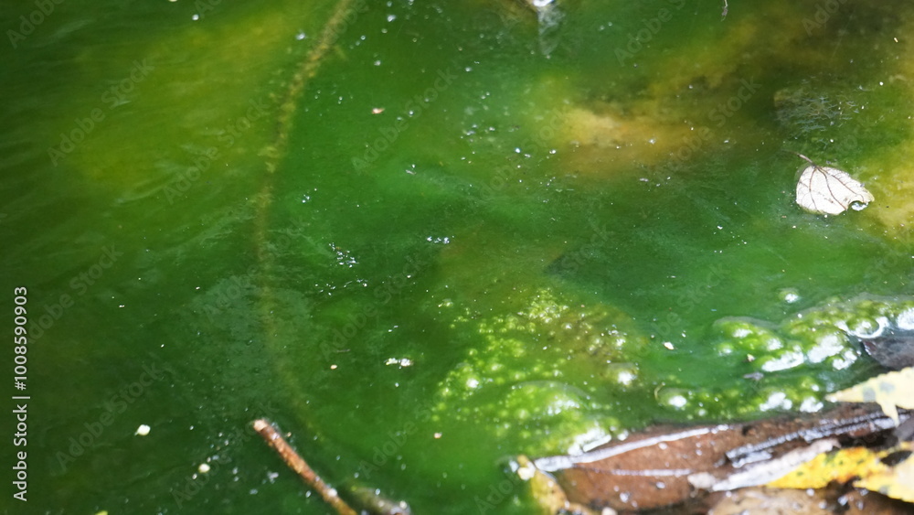 Green moss on rocks in a flowing river with a natural background Green moss on rocks in a flowing river with a natural background