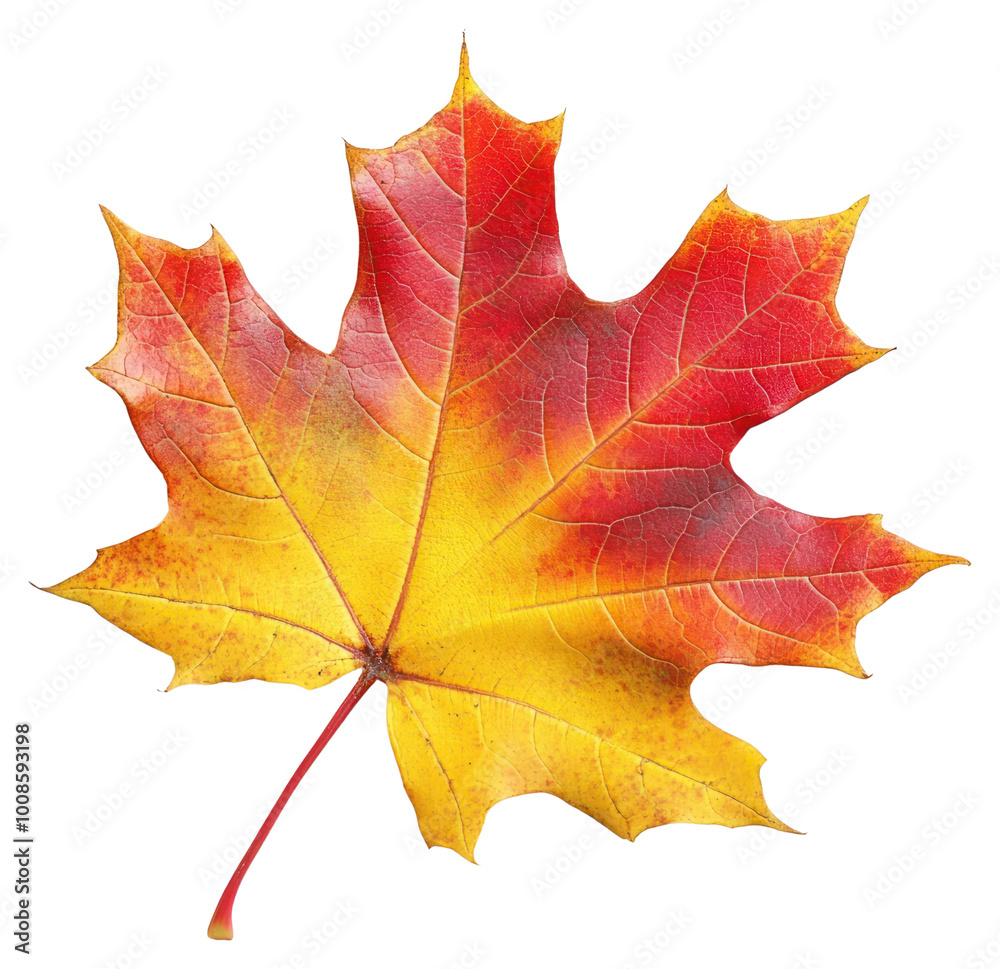 Obraz premium PNG Real maple Autumn leaf autumn colors autumn leaf.