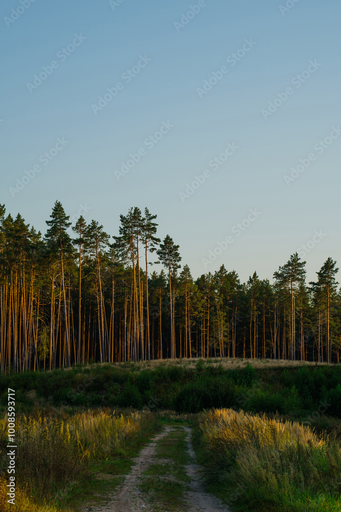 Forest Pathway Leading to Tall Pine Trees on a Hill Forest Pathway Leading to Tall Pine Trees on a Hill