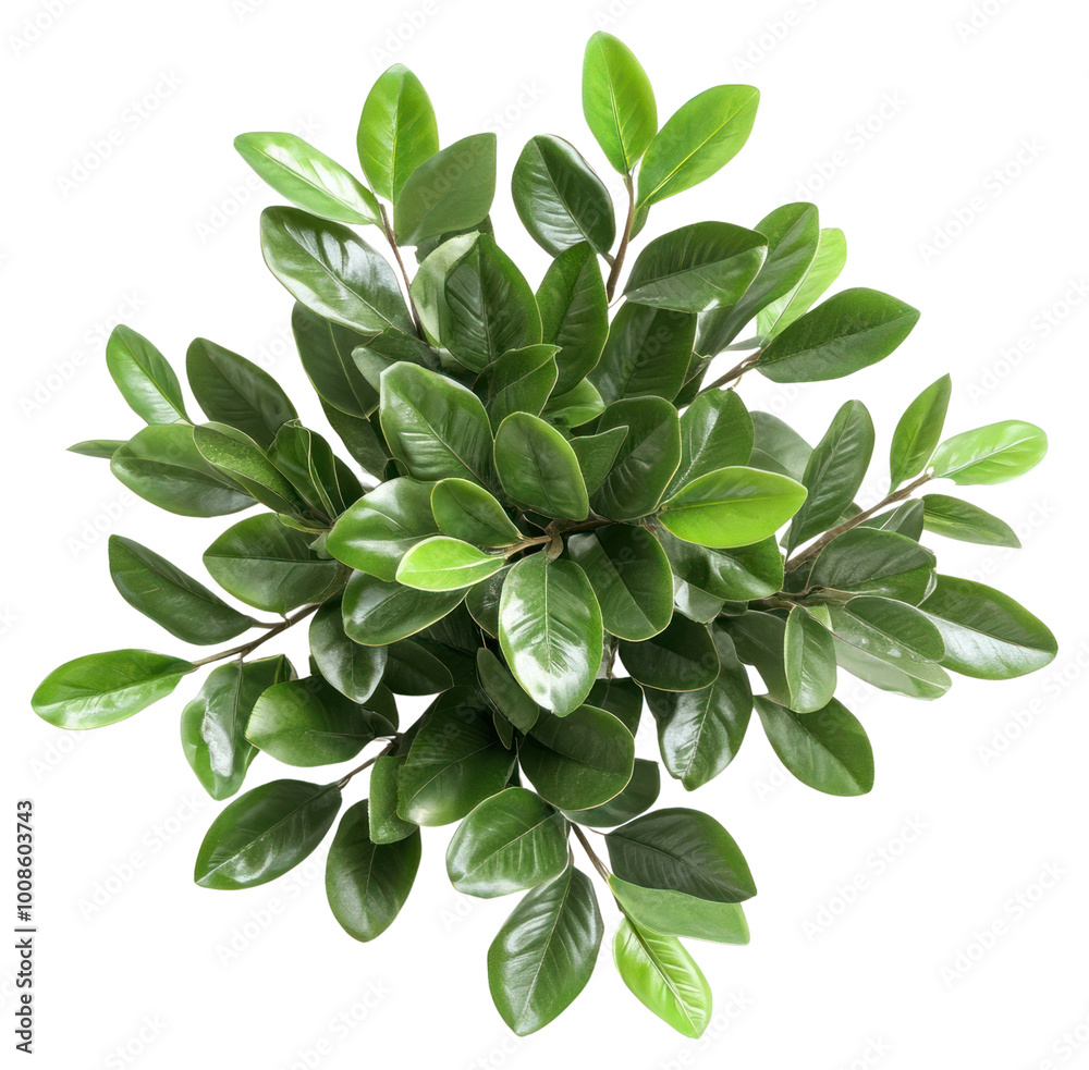 PNG Real ZZ plant leaves leaf photography. PNG Real ZZ plant leaves leaf photography.