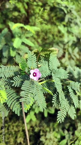 Ipomoea Magnusiana Pink flower Bush Outdoor Photography photo