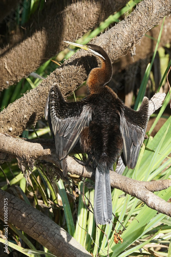 Australischer Schlangenhalsvogel beim Trocknen des Gefieders am Mary River - Australien photo