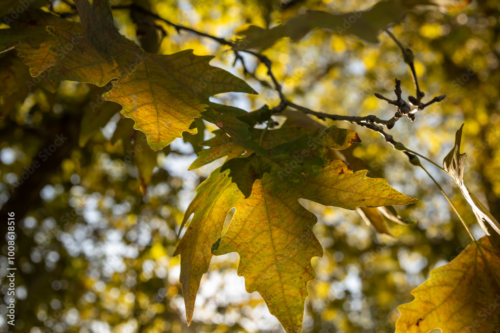 Autumn leaves in the sun's rays Autumn leaves in the sun's rays
