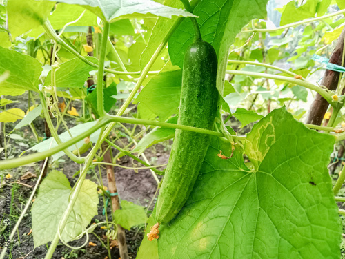 Cucumber on the vine. Cucumber fruit on tree. Cucumber plantation. Vegetable plant.