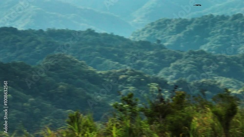 Aerial view of the  eagle  in flight on the hunt for food