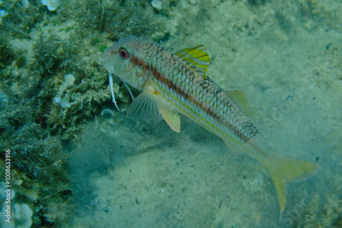 Striped red mullet or surmullet (Mullus surmuletus) undersea, Aegean Sea, Greece, Alonissos island, Chrisi Milia beach photo
