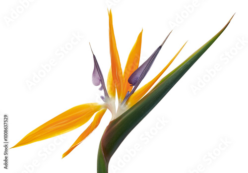 Strelitzia reginae flower with leaves, Bird of paradise flower, Tropical flower isolated on white background, with clipping path