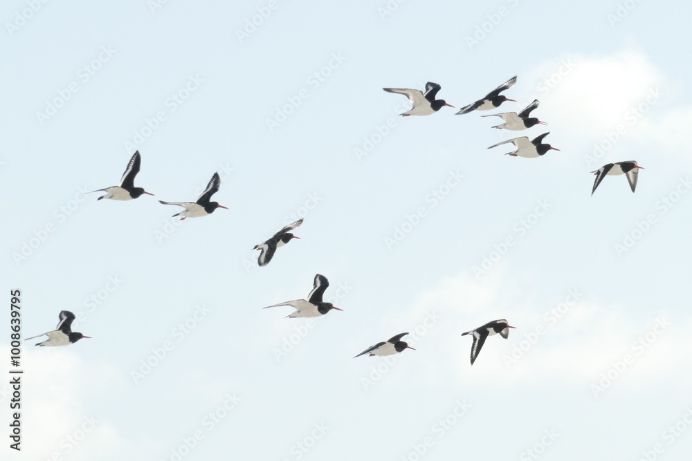 A flock of oystercatchers flying through the sky in South Uist, Outer Hebrides, Scotland, UK A flock of oystercatchers flying through the sky in South Uist, Outer Hebrides, Scotland, UK