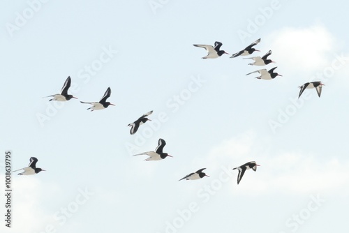 Photography A flock of oystercatchers flying through the sky in South Uist, Outer Hebrides,
