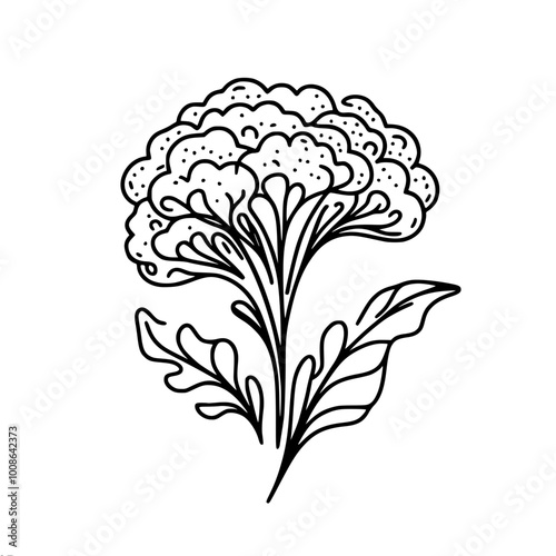 Linear drawing of cauliflower with decorative patterns on inflorescences and leaves