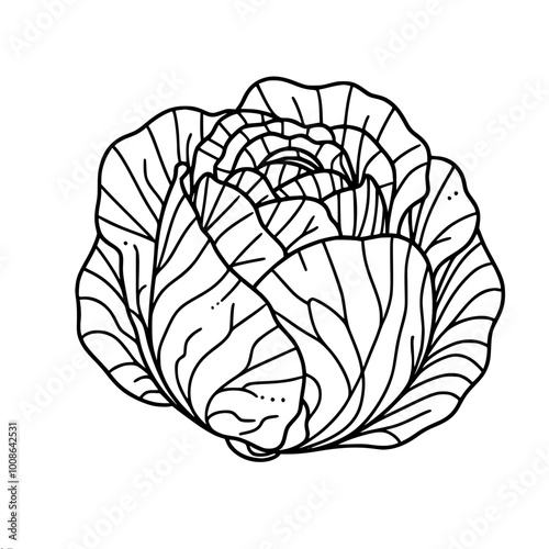 Linear drawing of a large head of cabbage