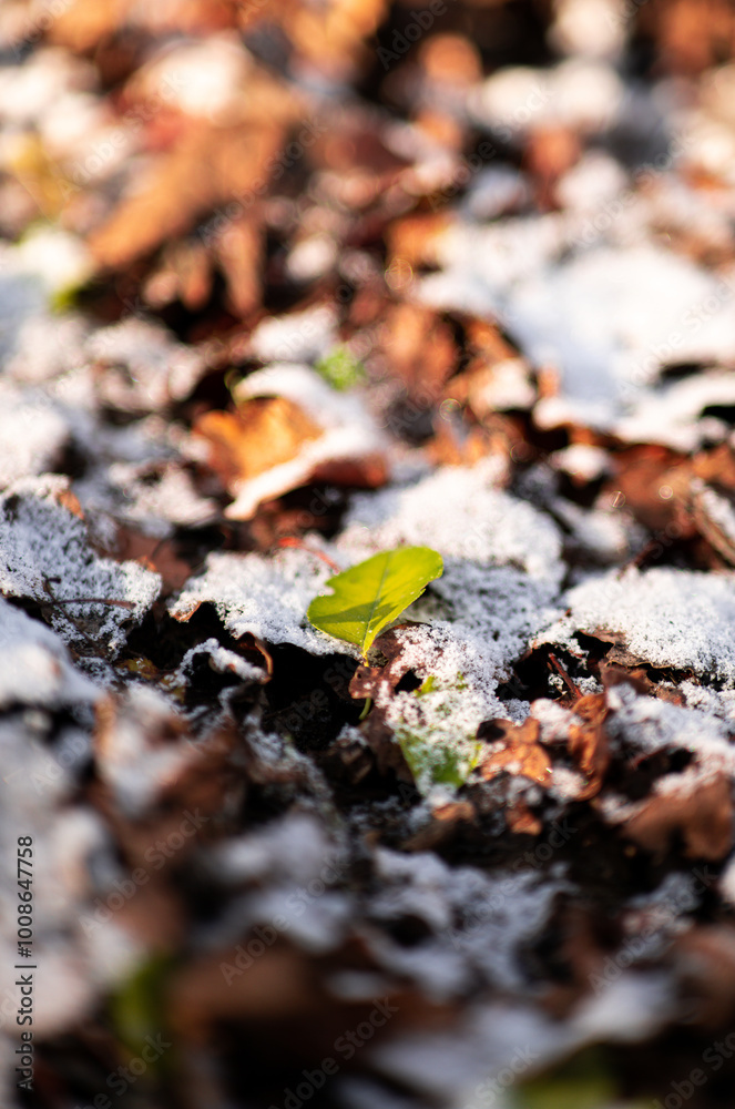 Frost covered leaves in the autumn. Frost covered leaves in the autumn.