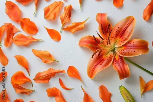 Creative Floral Design: Orange Lily with Artistic Petal Arrangement







