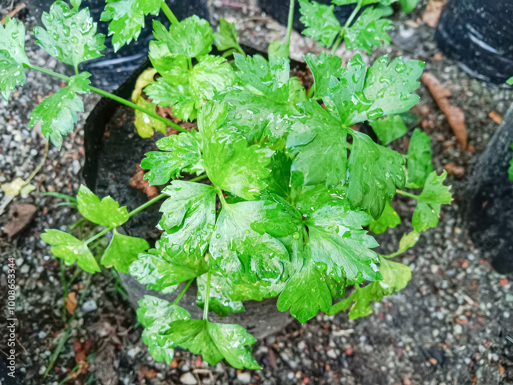 Close-up of celery plant. Celery plant (Apium graveolens). Celery planted in polybags. Close-up of celery plant. Celery plant (Apium graveolens). Celery planted in polybags.