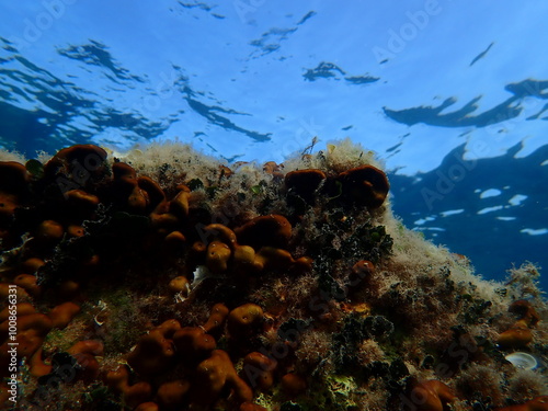 Stunning underwater scape view, Aegean Sea, Greece, Alonissos island, Chrisi Milia beach photo