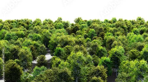 Green forest with dense foliage and trees