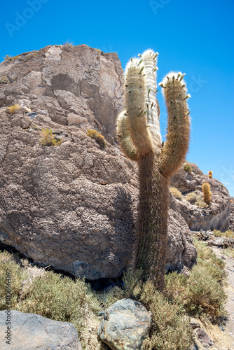 big cactus near the rock photo