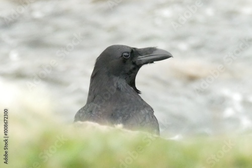 A raven giving the side eye from its nest at Balranald, North Uist, Outer Hebrides, UK photo