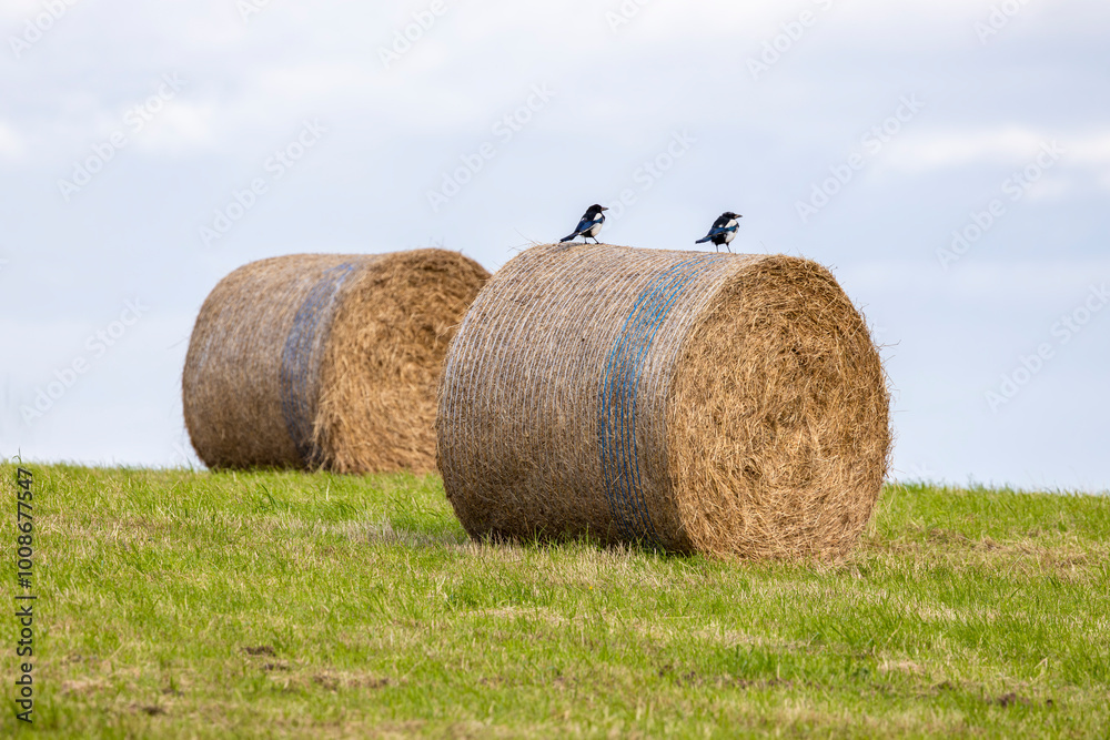 Two magpies sitting on a round hay bale in green field with a cloudy sky Two magpies sitting on a round hay bale in green field with a cloudy sky