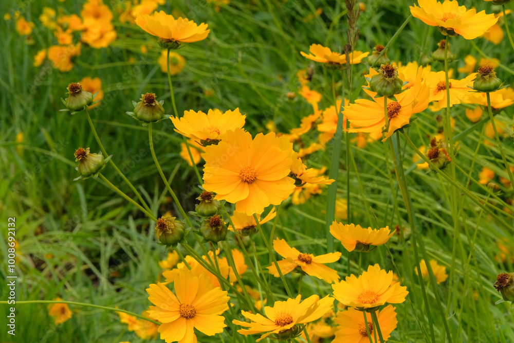Coreopsis grandiflora in gardening. Blooming daisy. Medicine wildflowers in meadow. Cottage garden. Coreopsis grandiflora in gardening. Blooming daisy. Medicine wildflowers in meadow. Cottage garden.