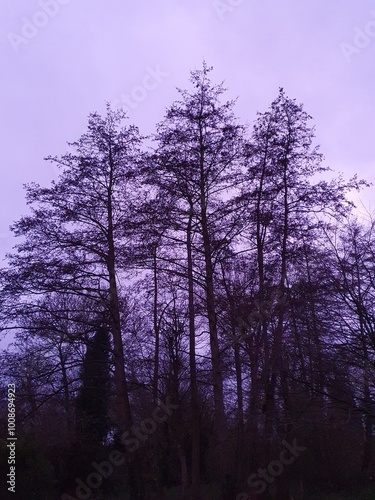 Three alder trees under a purple sky, St Albans, Hertfordshire, UK photo