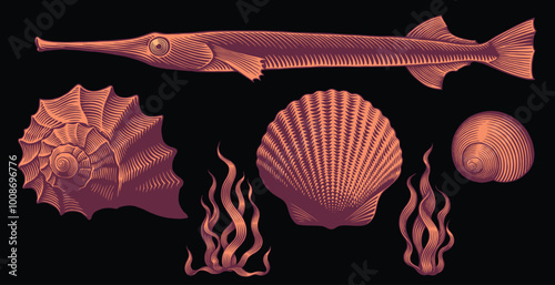 Fish and shells. Design set. Editable hand drawn illustration. Vector vintage engraving. Isolated on black background. 8 EPS