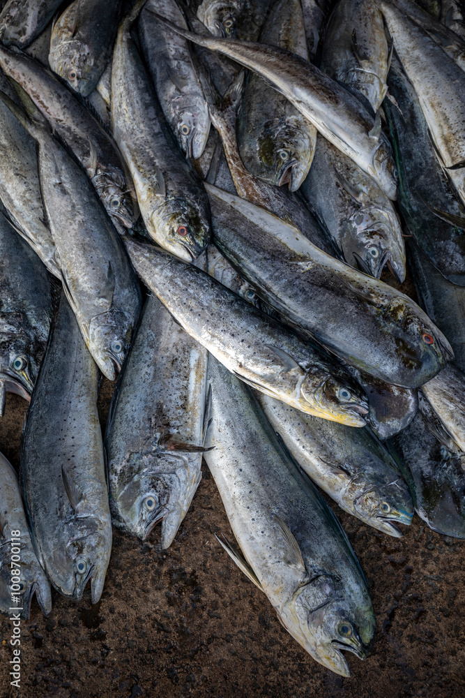 Obraz premium A heap of mahi mahi fish (dolphinfish) for sale at the Negombo Fish Market on the west coast of Sri Lanka.