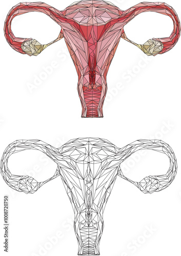 female reproductive system made from triangles