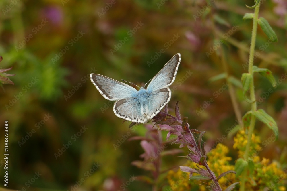 A Chalkhill Blue Butterfly on a wildflower in Aldbury Nowers, Hertfordshire, UK A Chalkhill Blue Butterfly on a wildflower in Aldbury Nowers, Hertfordshire, UK