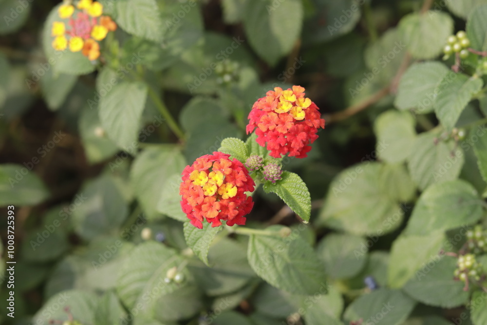 a bunch of Lantana camara (common lantana) is a species of flowering plant within the verbena family (Verbenaceae) a bunch of Lantana camara (common lantana) is a species of flowering plant within the verbena family (Verbenaceae)