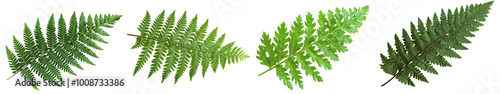 Four green ferns arranged in a decorative display, isolated on white background.