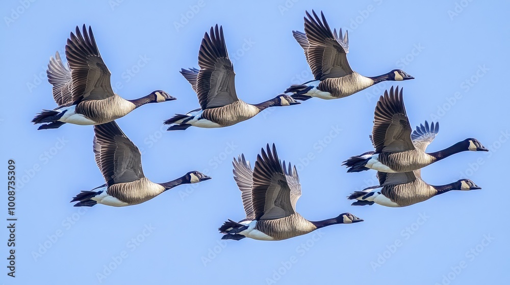 Obraz premium A formation of geese flying against a clear blue sky.