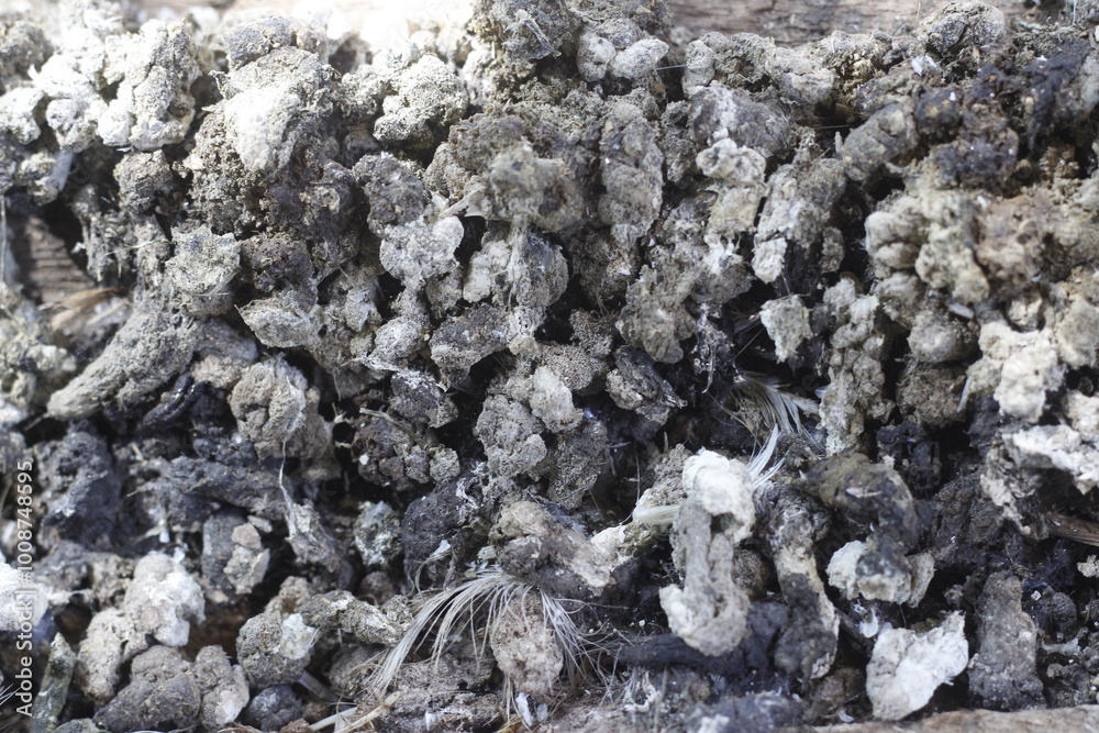 photo from above of a collection of chicken droppings photo from above of a collection of chicken droppings